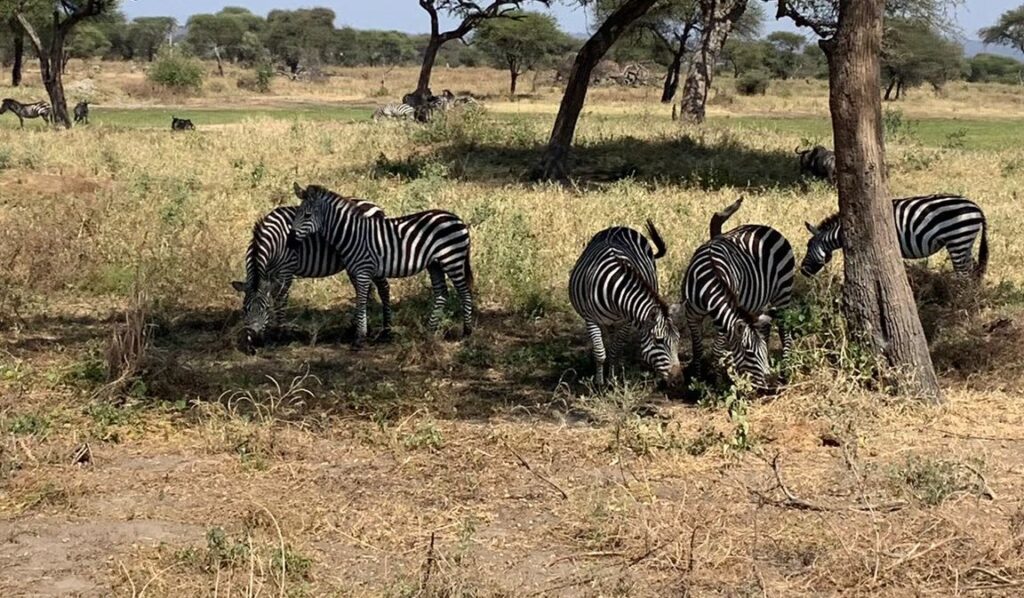 Safari en Tanzania – Diario de viaje completo en familia.